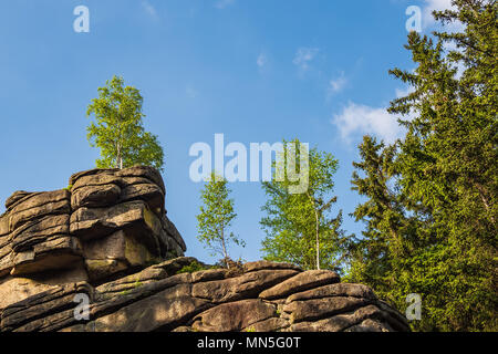 Landscape with trees in the Harz area, Germany. Stock Photo