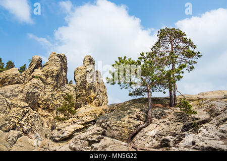 Landscape with trees in the Harz area, Germany. Stock Photo
