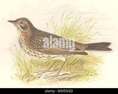 BIRDS. Meadow Pipit (Anne Pratt) 1852 old antique vintage print picture Stock Photo