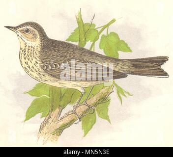 BIRDS. Tree Pipit (Anne Pratt) 1852 old antique vintage print picture Stock Photo