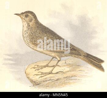 BIRDS. Rock Pipit (Anne Pratt) 1852 old antique vintage print picture Stock Photo