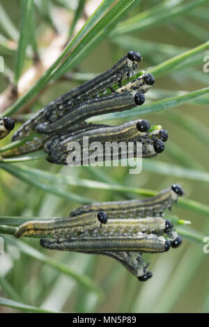 Large number of European pine sawfly larvae or caterpillars (Neodiprion sertifer) on a pine tree in Surrey, UK Stock Photo