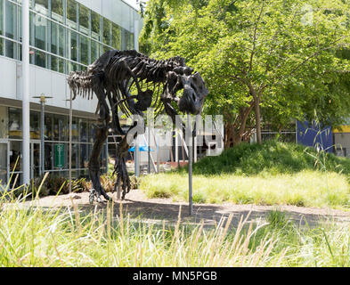 Mountain View, California, USA - April 30, 2018: Tyrannosaurus Rex skeleton at Google's Silicon Valley corporate headquarters, Mountain View, Northern Stock Photo