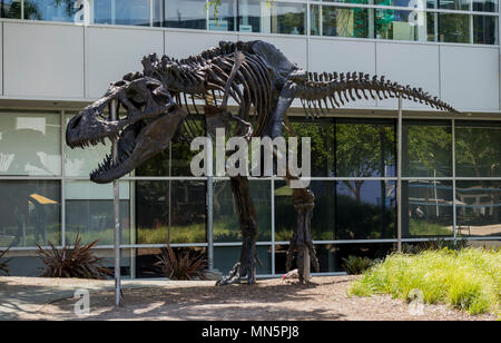 Mountain View, California, USA - April 30, 2018: Tyrannosaurus Rex skeleton at Google's Silicon Valley corporate headquarters, Mountain View, Northern Stock Photo