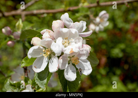 apple blossoms on a domestic apple tree in spring in a garden UK Stock Photo