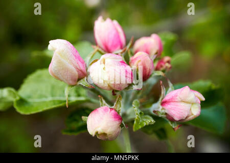 apple blossoms opening on a domestic apple tree in spring in a garden UK Stock Photo