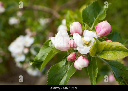 apple blossoms opening in the morning on a domestic apple tree in spring in a garden UK Stock Photo