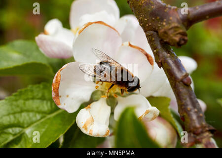 hoverfly pollinating apple blossoms on a domestic apple tree in spring in a garden northern ireland UK Stock Photo