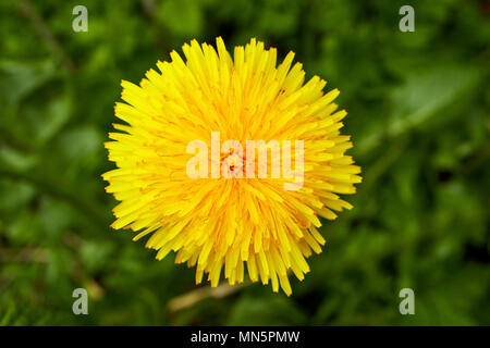Dandelion taraxacum bright yellow flower head flowering early in may in a garden UK Stock Photo