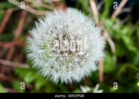Dandelion taraxacum seedhead clock early in may in a garden UK Stock Photo