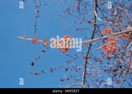 Acer saccharinum flowers Stock Photo