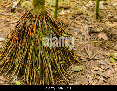 Walking tree with aerial (above ground) root system in the rainforest of Costa Rica. Stock Photo
