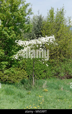 Western Flowering Dogwood or Pacific Dogwood tree with white flowers in spring, Vancouver, BC, Canada Stock Photo