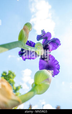 Macro Closeup of blue Bearded iris, Iris Barbata, shot from below against the sky, unique angle of view Stock Photo