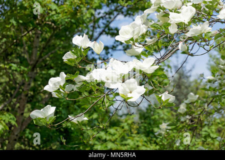 Western Flowering Dogwood Pacific Dogwood Cornus nuttallii Canada Stock ...