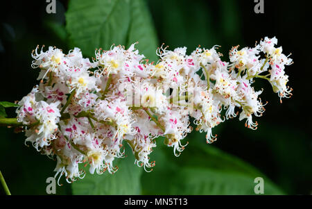 Horse chestnut blossom Stock Photo