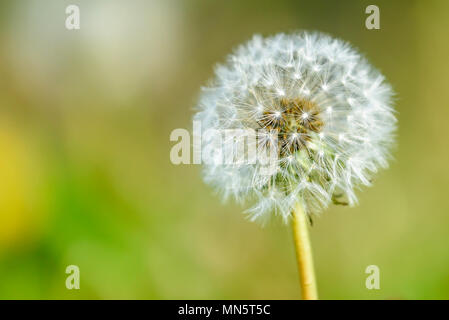 Dandelion seed head isolated Stock Photo