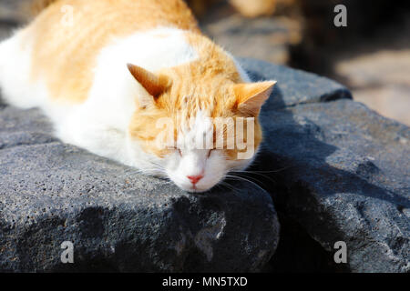 Cute cat take a nap on Lanzarote black stones Stock Photo