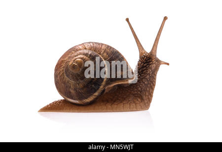 Garden snail isolated on white background. Stock Photo