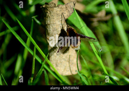 Bee fly resting on leaf litter in sunshine, UK Stock Photo