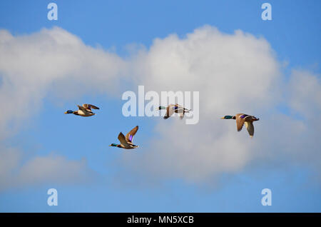 mallard ducks in flight Stock Photo