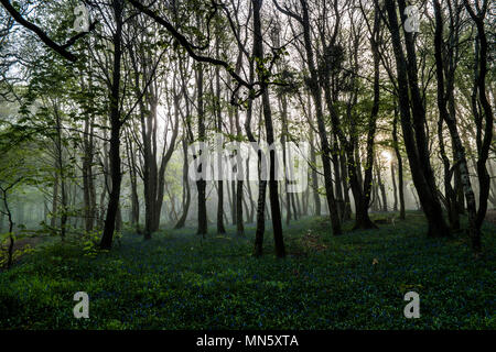 Forest with mist and bluebells with the trees silhouetted by the rising sun. Stock Photo