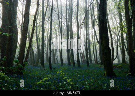 Forest with mist and bluebells with the trees silhouetted by the rising sun. Stock Photo