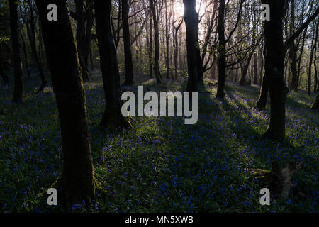 Forest with mist and bluebells with the trees silhouetted by the rising sun. Stock Photo