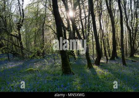 Forest with mist and bluebells with the trees silhouetted by the rising sun. Stock Photo