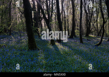 Forest with mist and bluebells with the trees silhouetted by the rising sun. Stock Photo