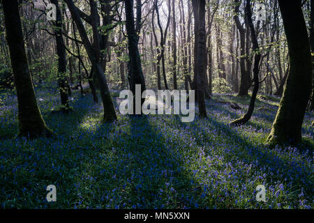 Forest with mist and bluebells with the trees silhouetted by the rising sun. Stock Photo