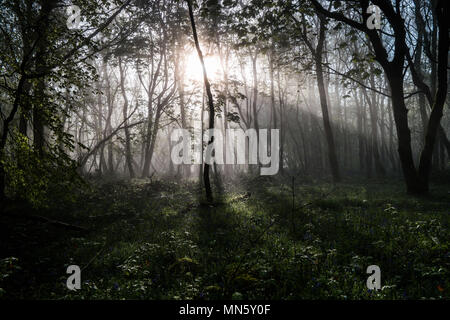 Forest with mist and bluebells with the trees silhouetted by the rising sun. Stock Photo