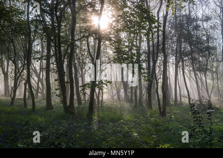 Forest with mist and bluebells with the trees silhouetted by the rising sun. Stock Photo