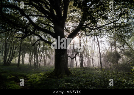 Forest with mist and bluebells with the trees silhouetted by the rising sun. Stock Photo