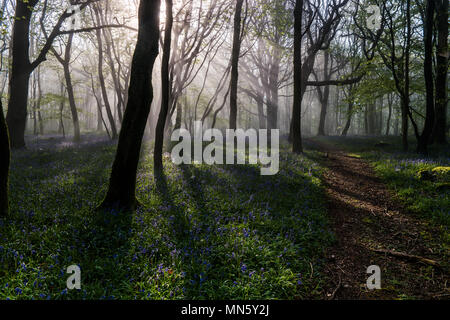 Forest with mist and bluebells with the trees silhouetted by the rising sun. Stock Photo