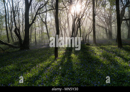 Forest with mist and bluebells with the trees silhouetted by the rising sun. Stock Photo