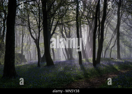 Forest with mist and bluebells with the trees silhouetted by the rising sun. Stock Photo