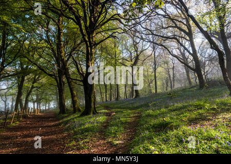 Forest with mist and bluebells with the trees silhouetted by the rising sun. Stock Photo