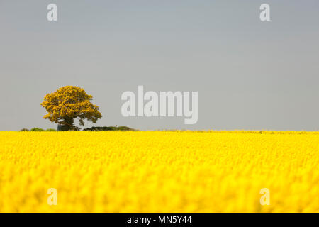 A lone tree on the horizon of a field of Oil Rapeseed Stock Photo