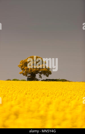 A lone tree on the horizon of a field of Oil Rapeseed Stock Photo