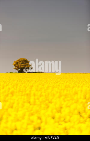 A lone tree on the horizon of a field of Oil Rapeseed Stock Photo