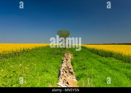 A lone tree on the horizon of a field of Oil Rapeseed Stock Photo