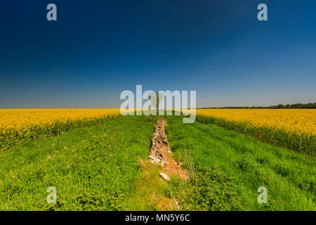 A lone tree on the horizon of a field of Oil Rapeseed Stock Photo