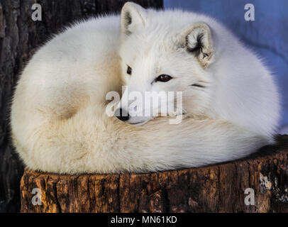 Arctic fox (Vulpes lagopus) resting on a trunk and looking to the left Stock Photo