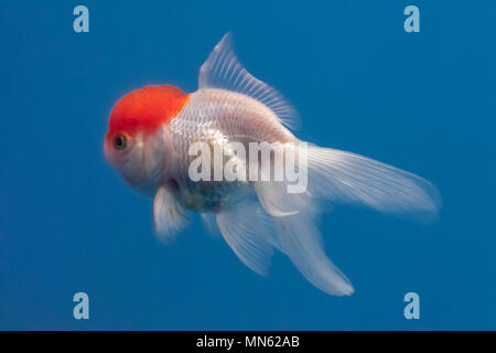 Red cao oranda goldfish with blue water background Stock Photo
