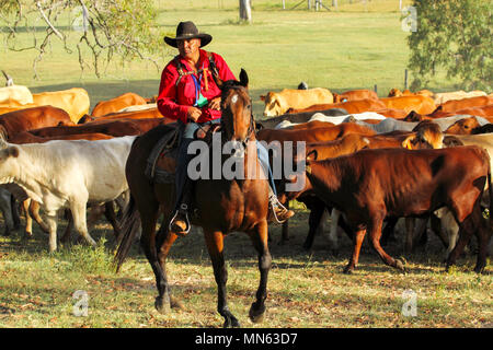 An aboriginal male on horseback mustering cattle. Stock Photo