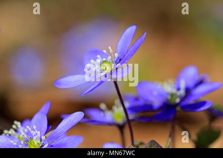 Blue flower of Hepatica nobilis or Anemone hepatica close up in the spring. Stock Photo