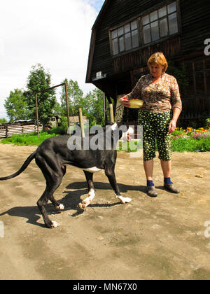 danish, hound, yelizovo, petropavlovsk, kamchatka, siberia, russia, Stock Photo