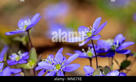 Blue flowers of Hepatica nobilis or Anemone hepatica close up in the spring. Stock Photo