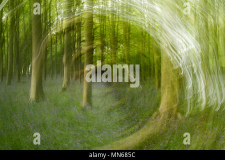 Swirling light trails on a woodland scene Stock Photo